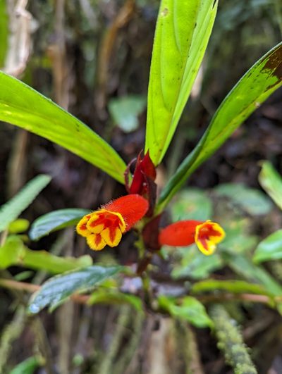 Columnea dimidiata, photographed by My-Lan Le