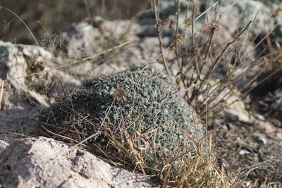 Mammillaria magnimamma, photographed by José Belem Hernández Díaz