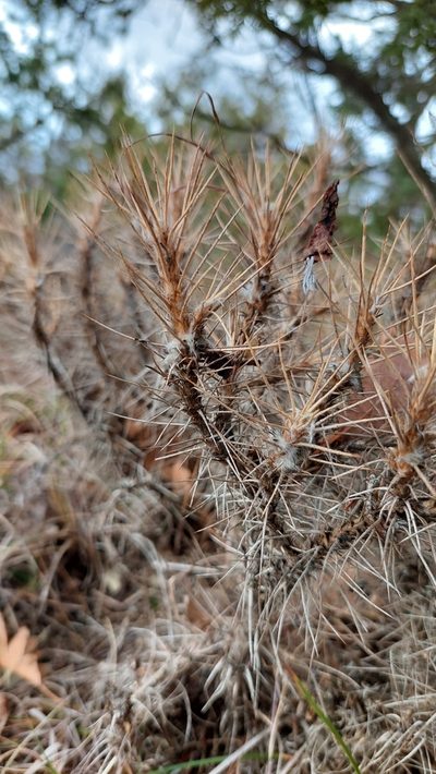 Astragalus arnacanthoides, photographed by Алена Ручка