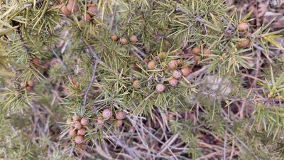Juniperus deltoides, photographed by Алена Ручка