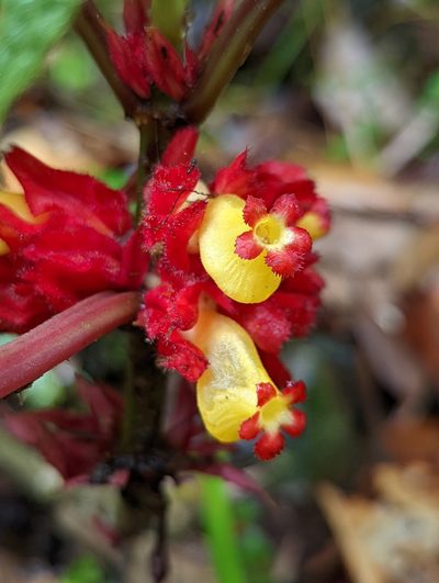 Drymonia teuscheri, photographed by My-Lan Le