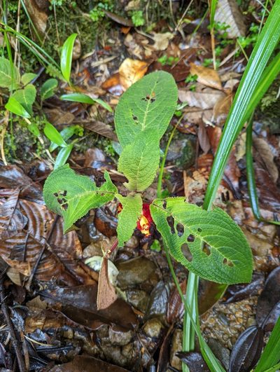 Drymonia teuscheri, photographed by My-Lan Le
