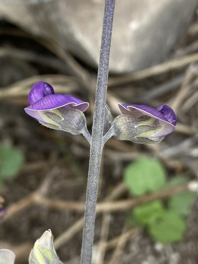 Neorautanenia mitis, photographed by Dave U