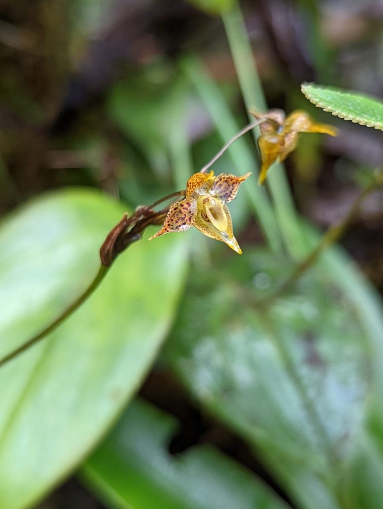 Pleurothallis silverstonei, photographed by My-Lan Le