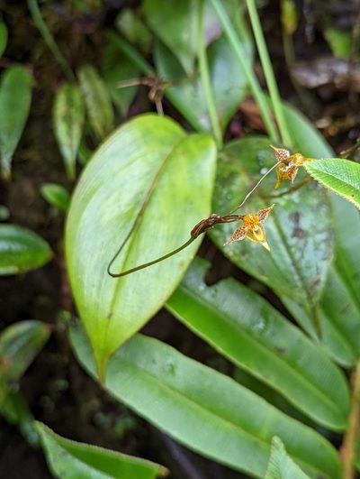Pleurothallis silverstonei, photographed by My-Lan Le