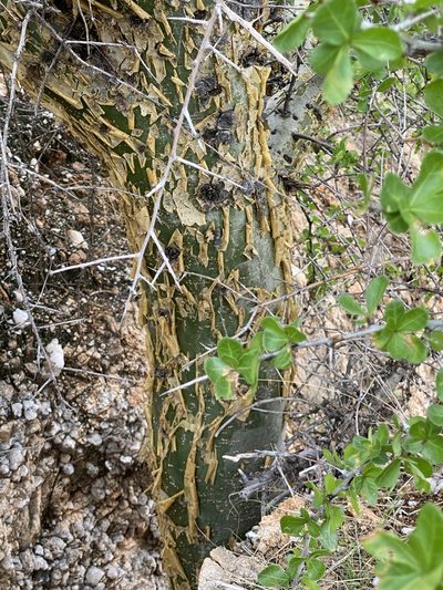 Commiphora glandulosa, photographed by Dave U