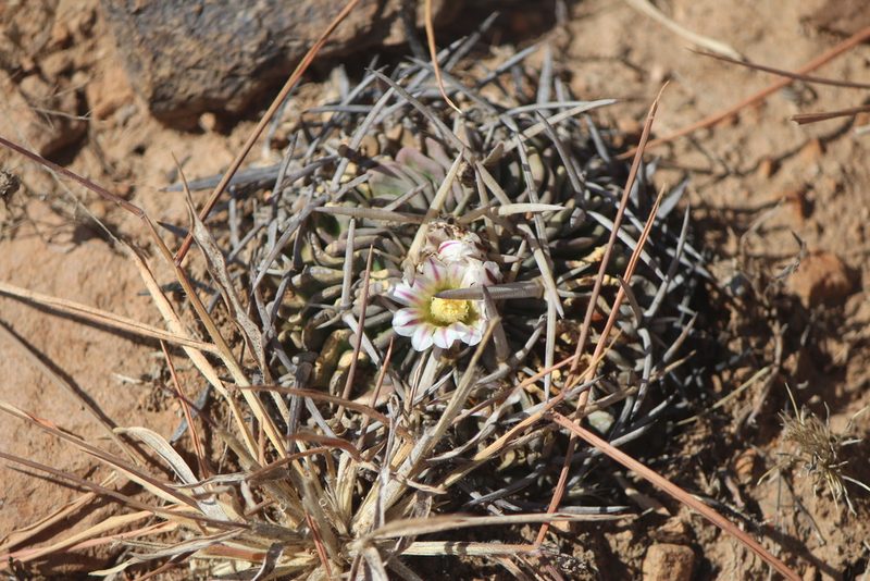 Stenocactus dichroacanthus, photographed by José Belem Hernández Díaz