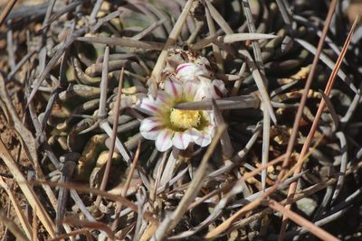 Stenocactus dichroacanthus, photographed by José Belem Hernández Díaz