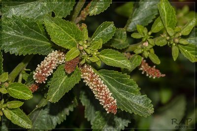 Acalypha communis, photographed by RAP