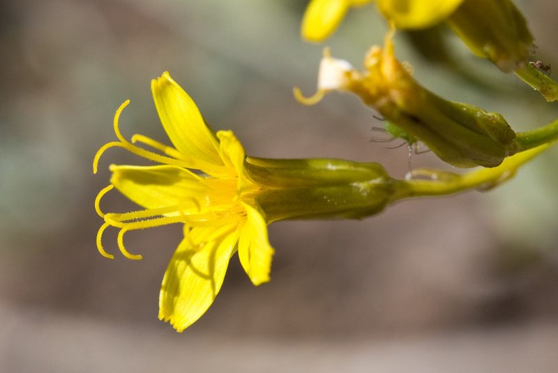 Crepis pleurocarpa, photographed by Ken-ichi Ueda