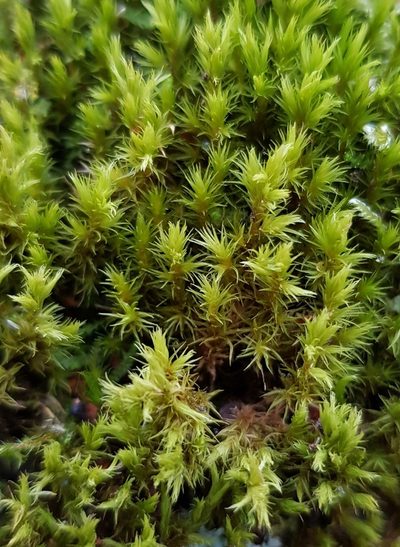 Dilutineuron fasciculare, photographed by Helen Waterman