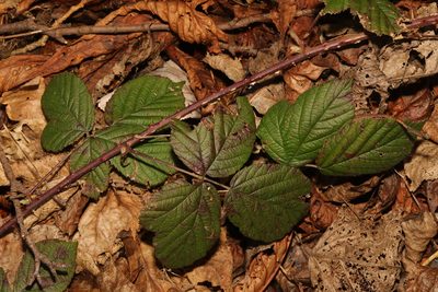 Rubus fruticosus, photographed by Stephen James McWilliam