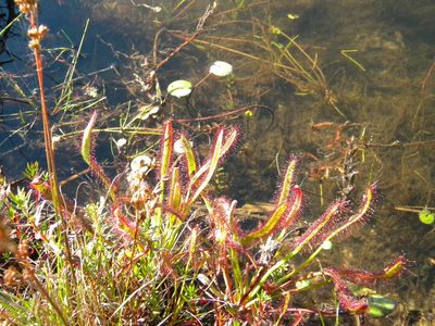 Drosera capensis, photographed by Tim Kirsten