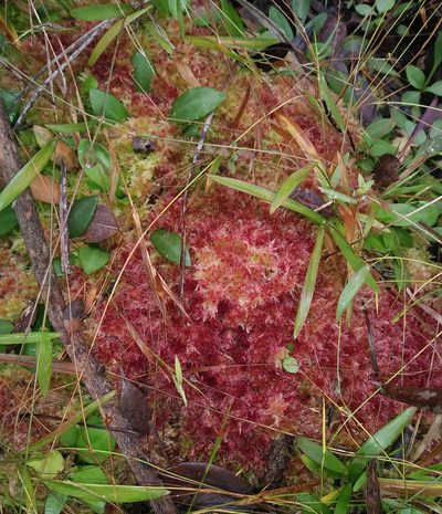 Sphagnum molle, photographed by Daniel Estabrooks