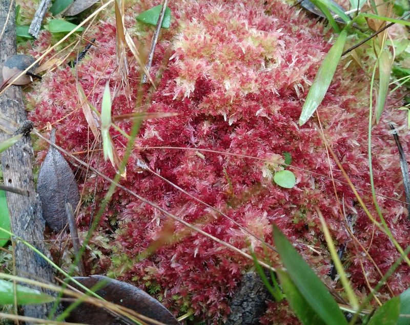 Sphagnum molle, photographed by Daniel Estabrooks