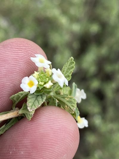 Lantana dinteri, photographed by Dave U