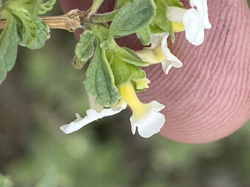 Lantana dinteri, photographed by Dave U