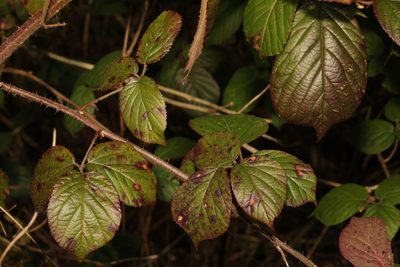Rubus fruticosus, photographed by Stephen James McWilliam