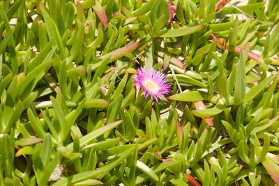 Carpobrotus acinaciformis, photographed by Fernando Sessegolo