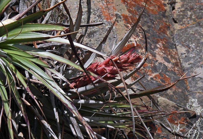 Puya dyckioides, photographed by Hugo Hulsberg