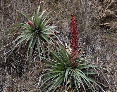Puya dyckioides, photographed by Hugo Hulsberg