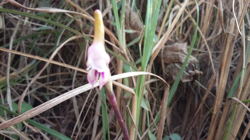 Disperis woodii, photographed by grabbarg