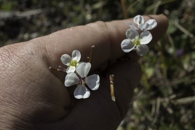 Diplotaxis erucoides, photographed by Tim Johnson