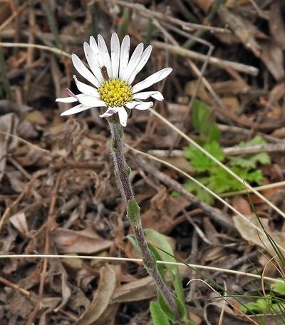 Noticastrum argenteum, photographed by Hugo Hulsberg