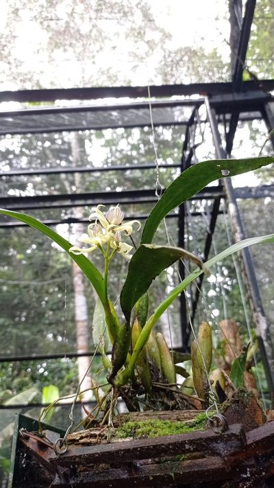 Prosthechea aemula, photographed by Diogo Luiz