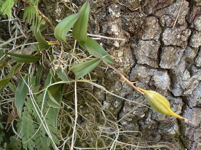 Epidendrum conopseum, photographed by Judy Gallagher