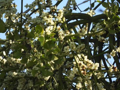 Phoradendron macrophyllum, photographed by Mary K. Hanson
