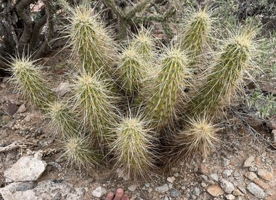 Echinocereus nicholii, photographed by Henrik Kibak