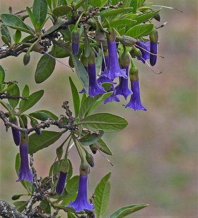 Eriolarynx australis, photographed by Hugo Hulsberg