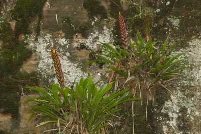 Vriesea incurvata, photographed by Fernando Sessegolo