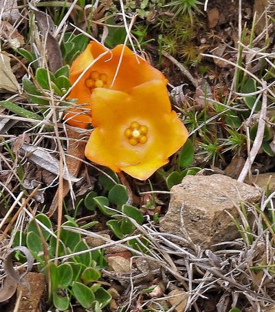 Philibertia lysimachioides, photographed by Hugo Hulsberg