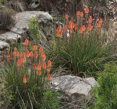 Kniphofia uvaria, photographed by Hugo Hulsberg