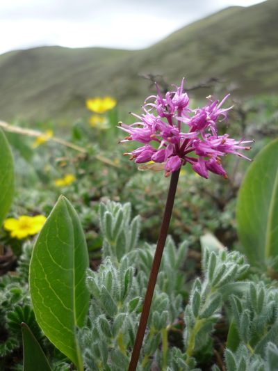 Allium prattii, photographed by Andreas Taeger