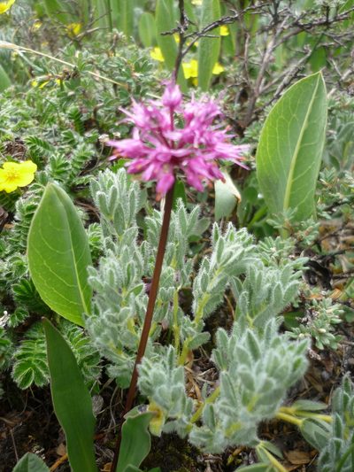 Allium prattii, photographed by Andreas Taeger