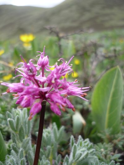 Allium prattii, photographed by Andreas Taeger