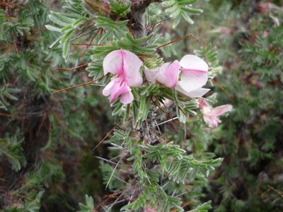 Caragana jubata, photographed by Andreas Taeger