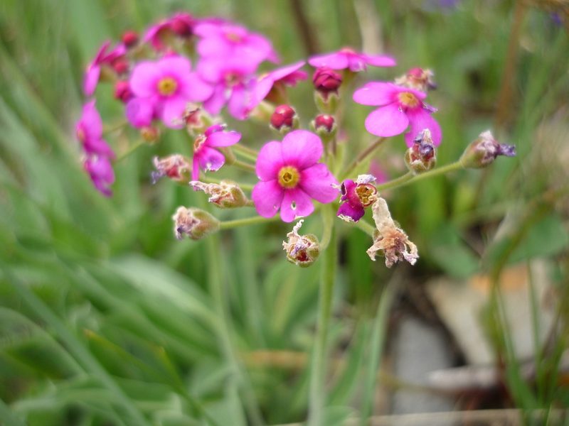 Androsace spinulifera, photographed by Andreas Taeger