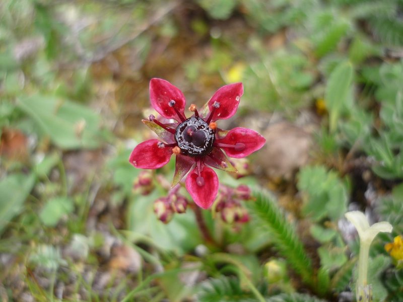 Micranthes melanocentra, photographed by Andreas Taeger
