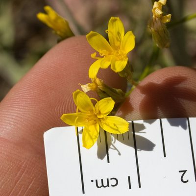 Crepis pleurocarpa, photographed by Ken-ichi Ueda