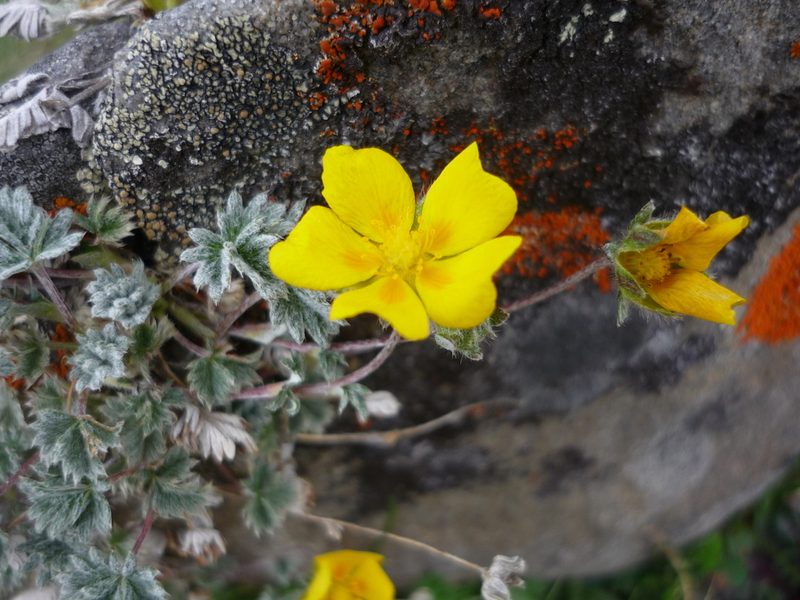 Potentilla saundersiana, photographed by Andreas Taeger