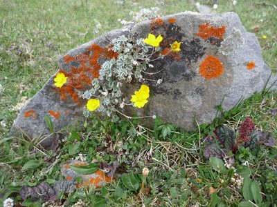 Potentilla saundersiana, photographed by Andreas Taeger