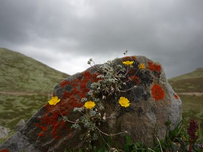 Potentilla saundersiana, photographed by Andreas Taeger