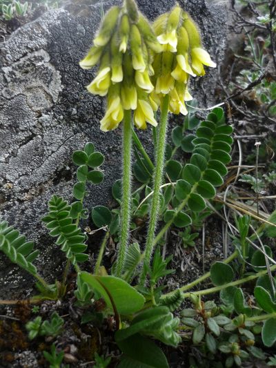 Astragalus yunnanensis, photographed by Andreas Taeger