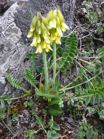 Astragalus yunnanensis, photographed by Andreas Taeger