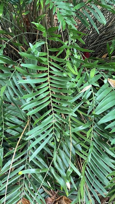Zamia pumila, photographed by Kent P. McFarland