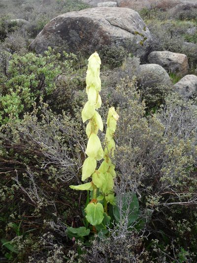 Rheum alexandrae, photographed by Andreas Taeger